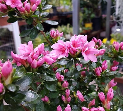 Rhododendron schlippenbachii //