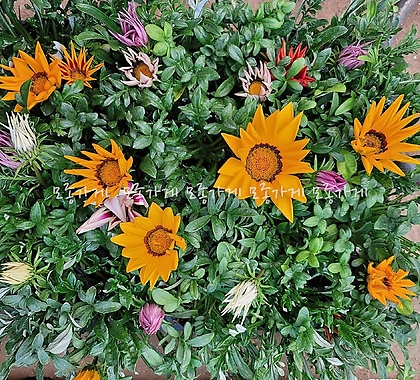 가자니아 화분 꽃 모종