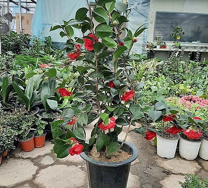 Camellia japonica /