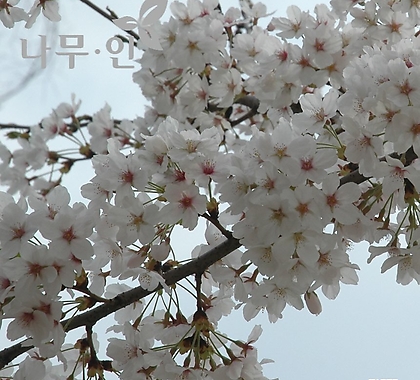 왕벚꽃나무 왕벗나무묘목