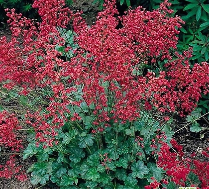 붉은꽃 단풍취 (휴케라 루비벨) 1set 3포트