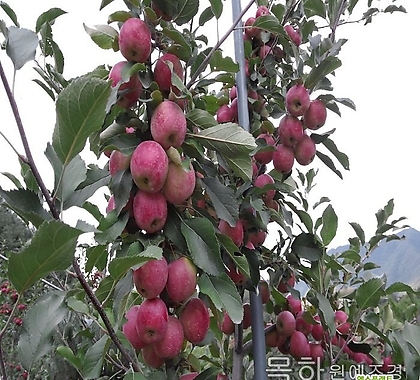 사과나무 묘목 미니사과 (알프스오토메) 접목1년특묘,목하원예조경