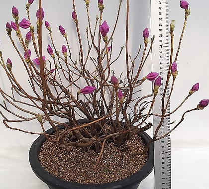 Rhododendron mucronulatum [ ]