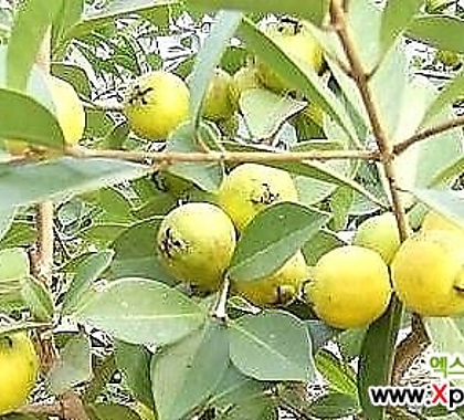 구아바나무-성목100 당뇨와 각종 성인병에 좋은 식용열매나무
