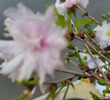 겹연분홍벚꽃