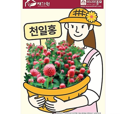 (아시아종묘/꽃씨앗) 천일홍 1kg
