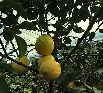 레몬(대품)
