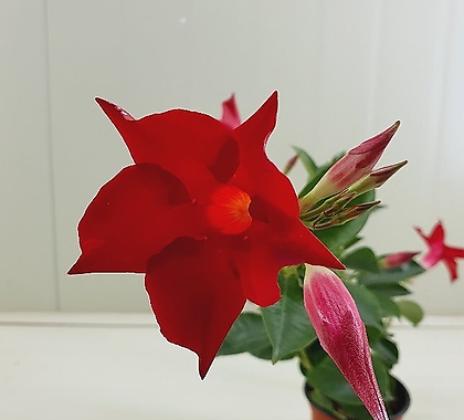 만데빌라 빨강꽃