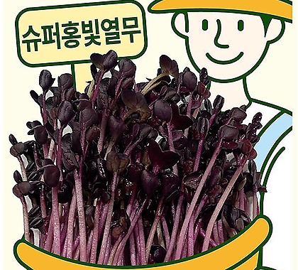 아시아종묘/새싹씨앗 슈퍼홍빛열무(30g) 새싹채소