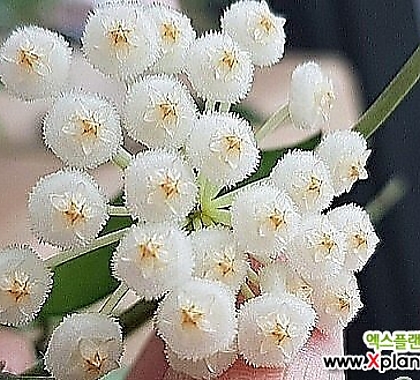 호야.라쿠노사(깨끗한흰색).꽃색깔예뻐요.향기좋은향.아카사카향.인테리어효과.공기정화식물..叶子도예뻐요. .........