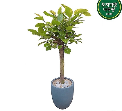 뱅갈고무나무 (고급폴리완성분) 대품 인테리어식물 개업축하화분 DLP-294