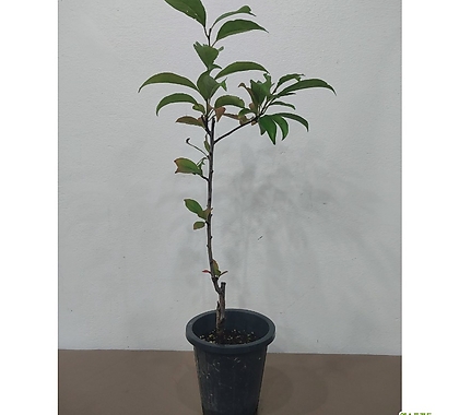 Prunus salicina 1