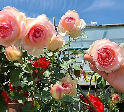 프랑스장미.특대품.에덴로즈85.묘목.피에르 드 롱샤르.rose 진한향기.예쁜분홍색.꽃송이가 큼.