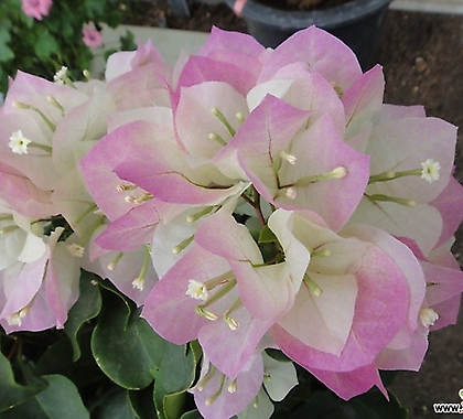 핑크엔젤부겐베리아특대-화려한사계꽃
