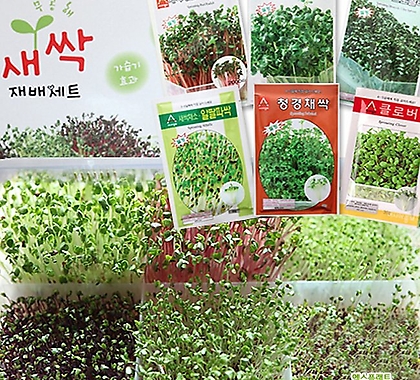 세경팜 새싹재배세트 (재배기 대형+씨앗6종) 캣글라스 새싹채소 키우기 키트