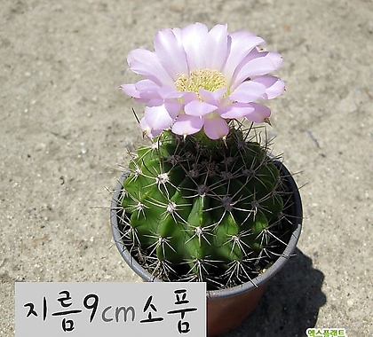 [허브여울선인장] 자성환 핑크 지름 9cm 소품 선인장화분