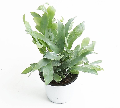 Phlebodium aureum blue star Air purification - Xplant