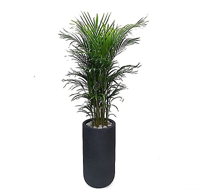 개업축하화분 대형 사무실식물 아레카야자나무 특이식물 DLP-136