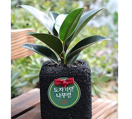 인도고무나무 숯화분 책상 공기정화식물