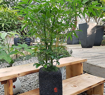 홍콩야자 숯화분 미니화분 가습 공기정화식물