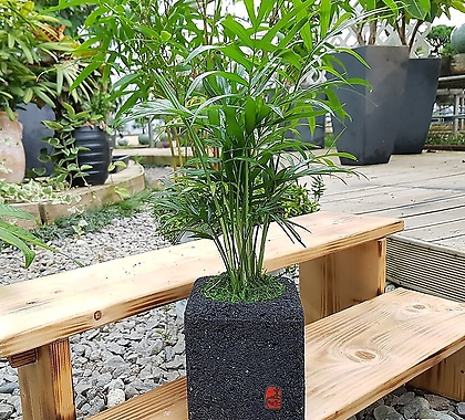 테이블야자 숯화분 미니화분 가습 공기정화식물