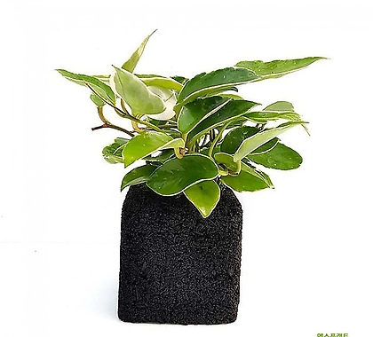 호야 숯화분 미니화분 공기정화식물 가습식물