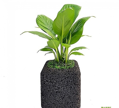 스파트필름 숯화분 미니화분 공기정화식물 가습식물