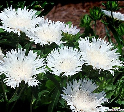 스토케시아 흰꽃 중품