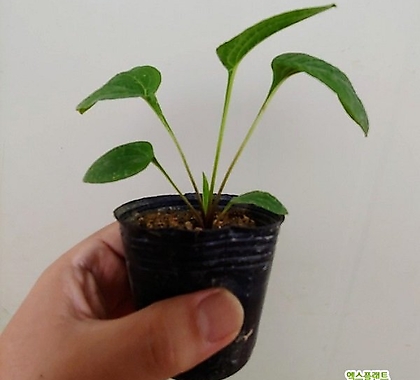 에키네시아 화이트(프리마돈나, 흰색)5개세트, 노지월동, 야생화