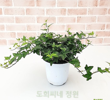 [도희씨네 정원] 초록초록 청아이비 090
