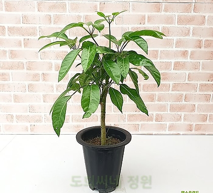 [도희씨네 정원] 폭풍성장 알파인 대엽홍콩야자 목대 200