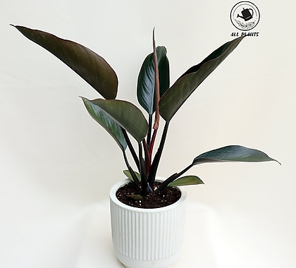 Philodendron tatei Congo Rojo Air purification - Xplant