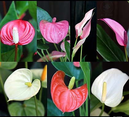안시리움 8가지 색상 공기정화식물