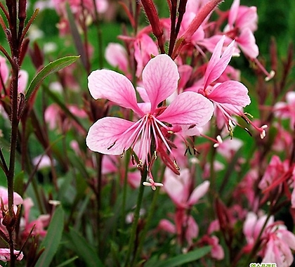 20립 꽃씨앗 가우라 핑크 분홍바늘꽃 씨앗 종자씨앗 야생화 씨앗모음 할인