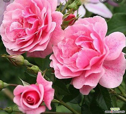 독일장미.신상품.탄타우카멧롯.oldrose강함.예쁜粉色색.(꽃형예쁜형).꽃9-10cm.넝쿨.울타리정원장미.월동가능.상태굿..늦가을까지피고합니다.인기상품. .. .old rose...9-10cm......  ..