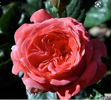 독일장미.신상품.탄타우카멧롯.oldrose강함.예쁜粉色색.(꽃형예쁜형).꽃9-10cm.넝쿨.울타리정원장미.월동가능.상태굿..늦가을까지피고합니다.인기상품. .. .old rose...9-10cm......  ..