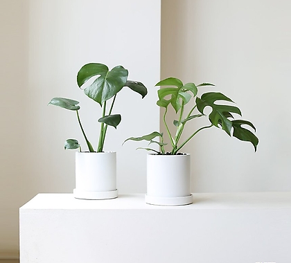 실내공기정화식물 키우기 쉬운 반려식물 심플 화이트 화분