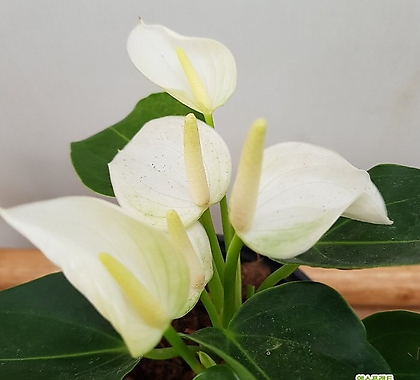 [진아플라워] 하얀 꽃이 피는 안시리움 Small white 140
