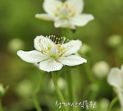 [노지월동] 꽃대올리는 토종 물매화 / 사진촬영 2021년 9월 6일