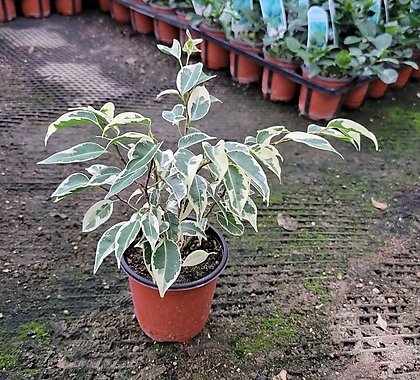 칼라벤자민 소품 관엽식물 15-25cm 28