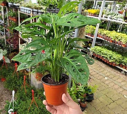 몬스테라 국민식물 오블리쿠아 소품 반려식물 15-30cm 45