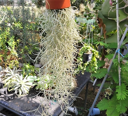 먼지제거식물 수염틸란드시아 기본형 35-50cm 35