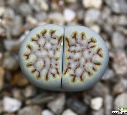 (특가)리톱스 쥴리 Lithops julii fulleri-27(합식으로 분채배송안됩니다.)