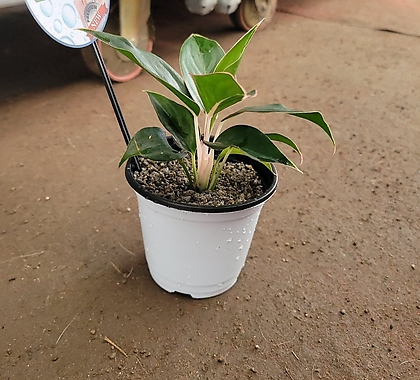 아쿠아플랜츠 물보충식물  명품식물  아글레오네마 스노우화이트 사파이어  15-30cm 59