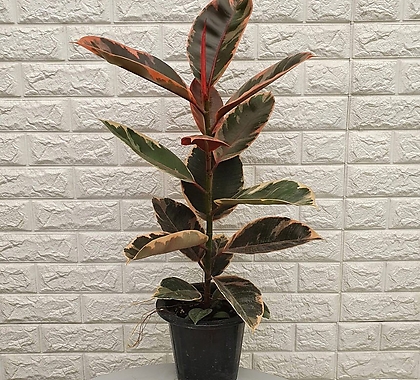 수채화 고무나무18 - 공기정화식물