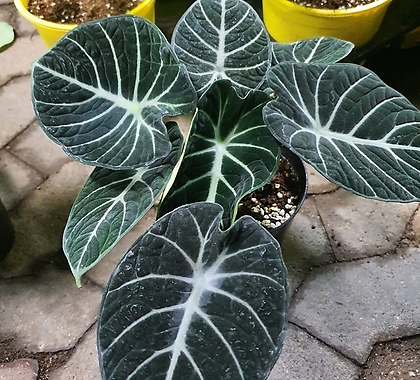 알로카시아 블랙벨벳 (프리미엄식물)