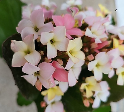 가랑코에쓰리톤(인기꽃식물) 