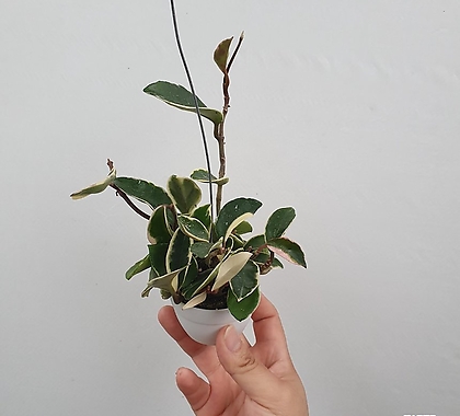 2인치  카노사화이트 수입식물 행잉 호야카노사 35-50cm 59