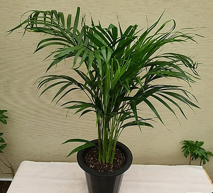 아레카야자(중) 공기정화 1위 식물