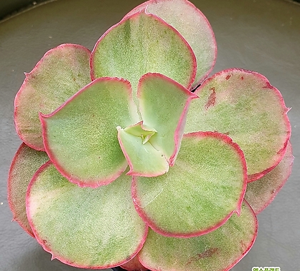 Sedum rubrotinctum cv.Aurora 